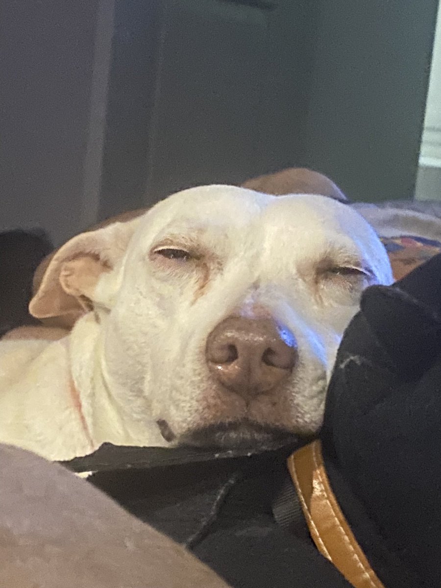 ʚ BIZKIT! ɞ┆COMMS OPEN tweet media