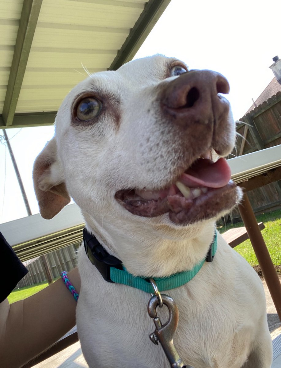 ʚ BIZKIT! ɞ┆COMMS OPEN tweet media