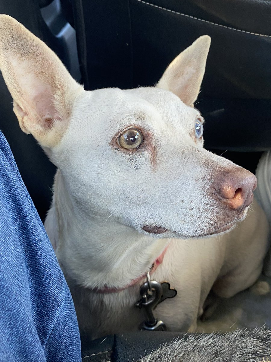 ʚ BIZKIT! ɞ┆COMMS OPEN tweet media