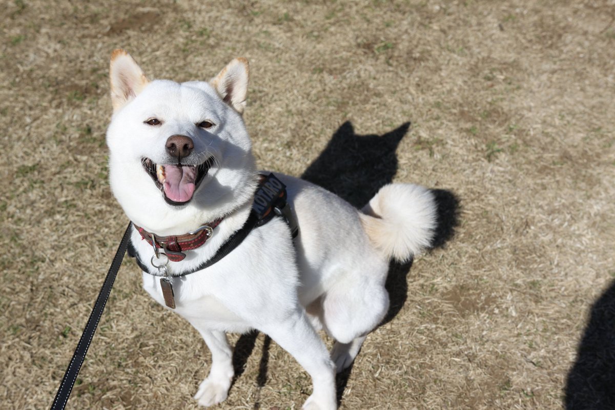 柴犬KOTARO＆パパ tweet media