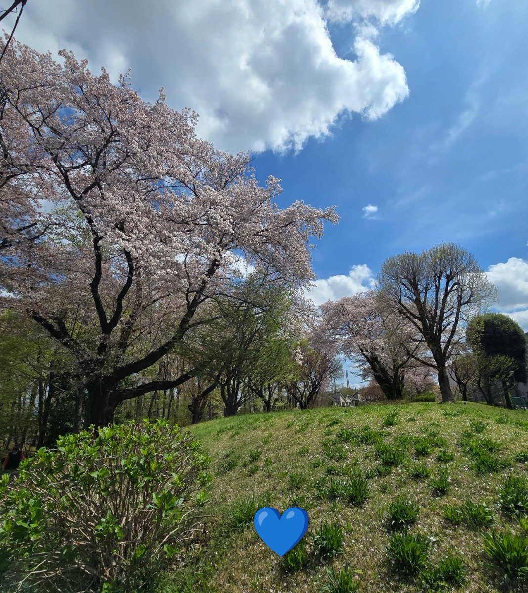 💙てんこ💙 tweet media