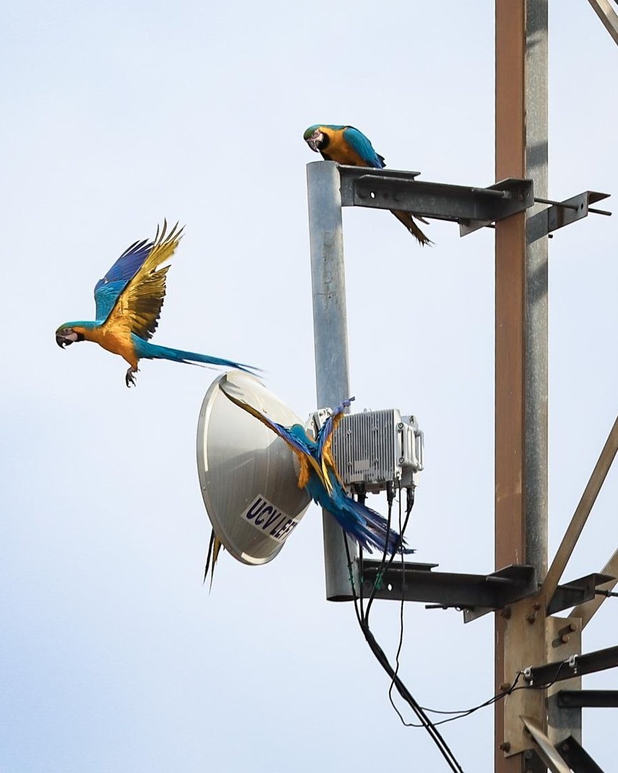 Fluminense F.C. tweet media