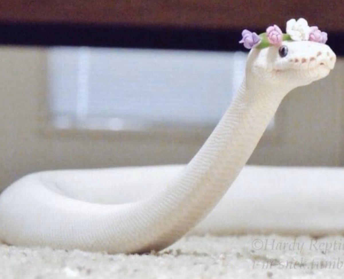 Dr.Gehad - 𐩴𐩠𐩱𐩵 🇾🇪 tweet media