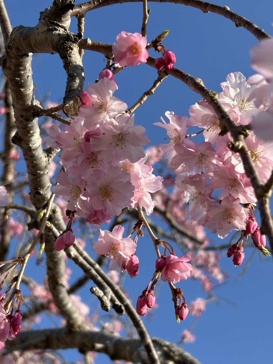 みーな tweet media