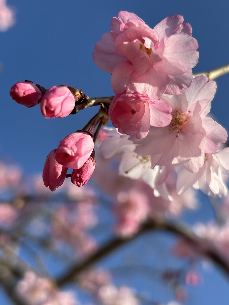 みーな tweet media