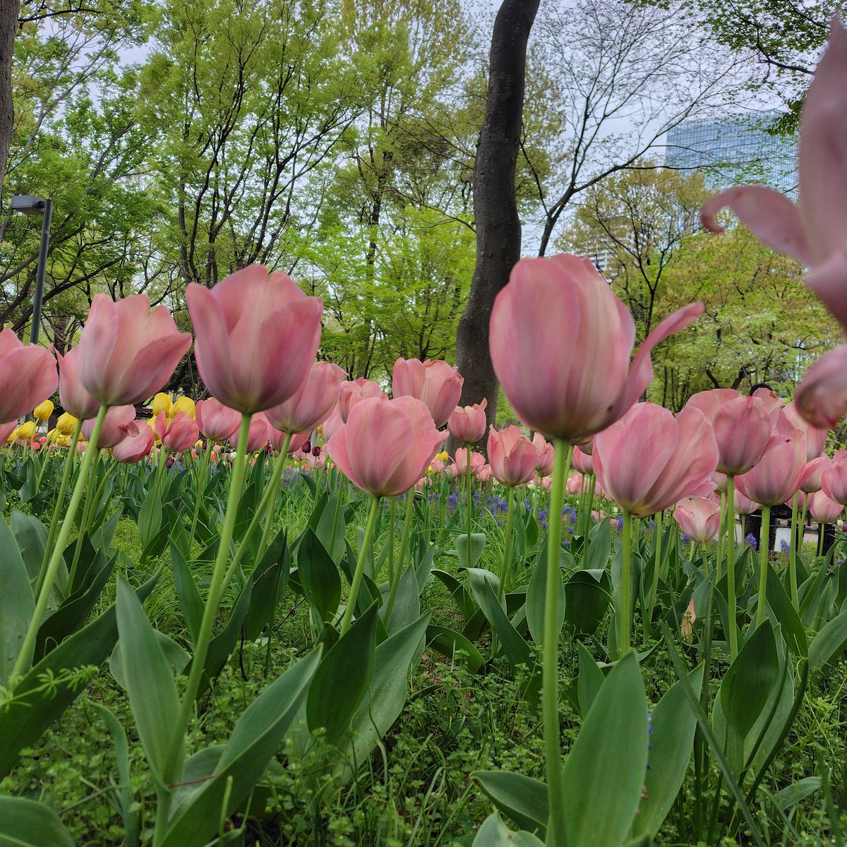 吉住健一(新宿区長) tweet media