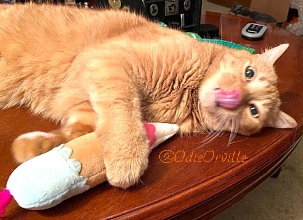 THE Odie Bob Orville 😺 tweet media