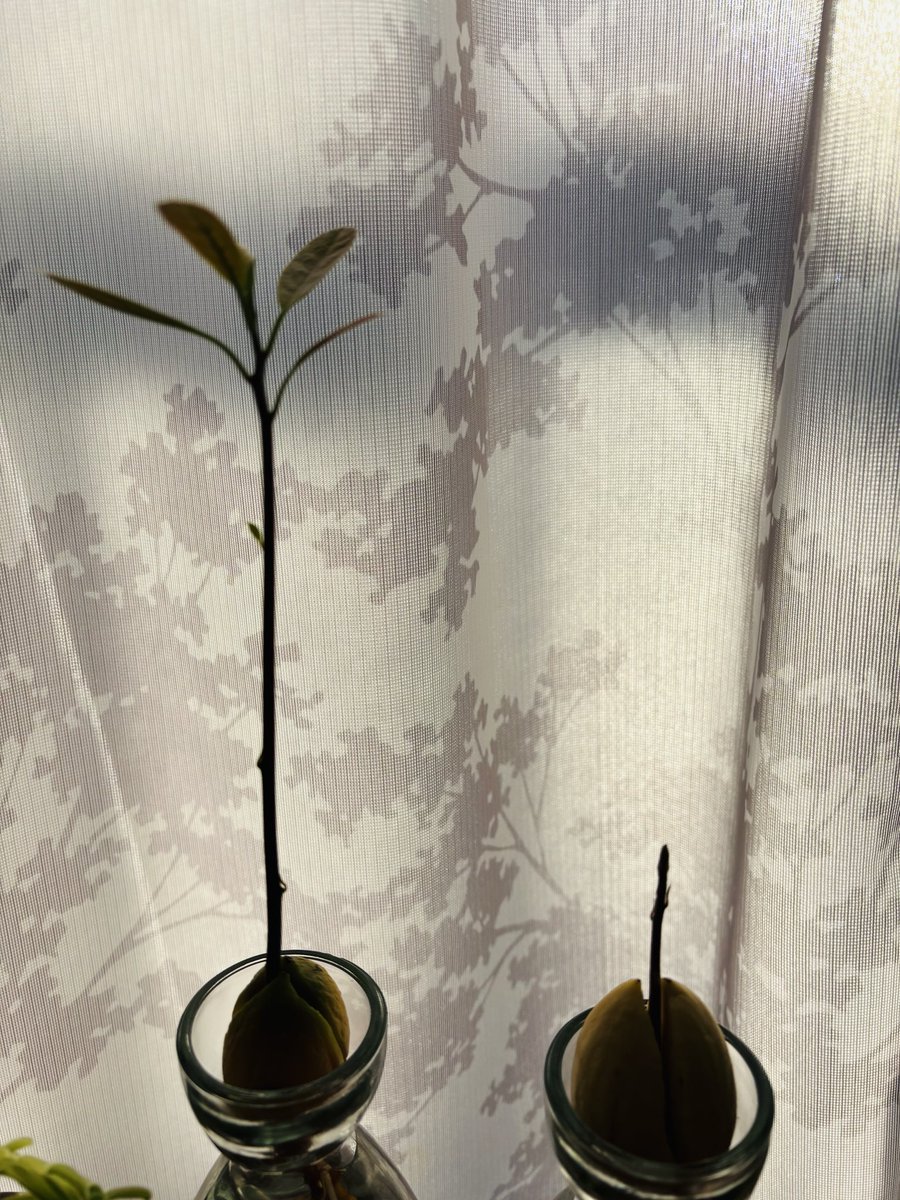 Rico Rico-METAL tweet media