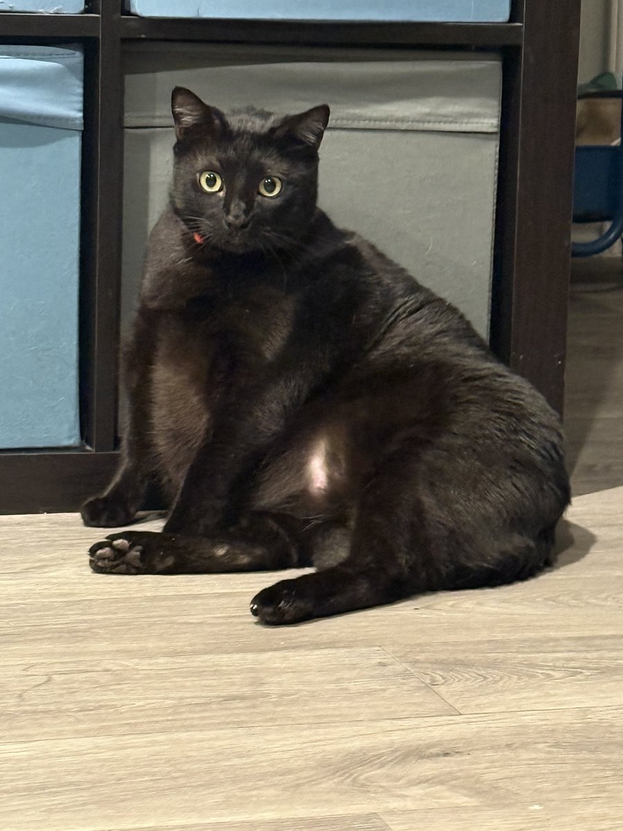 🇺🇸MEGO🇺🇸 tweet media