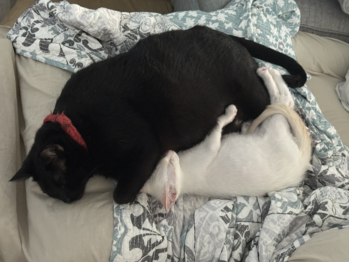 🇺🇸MEGO🇺🇸 tweet media