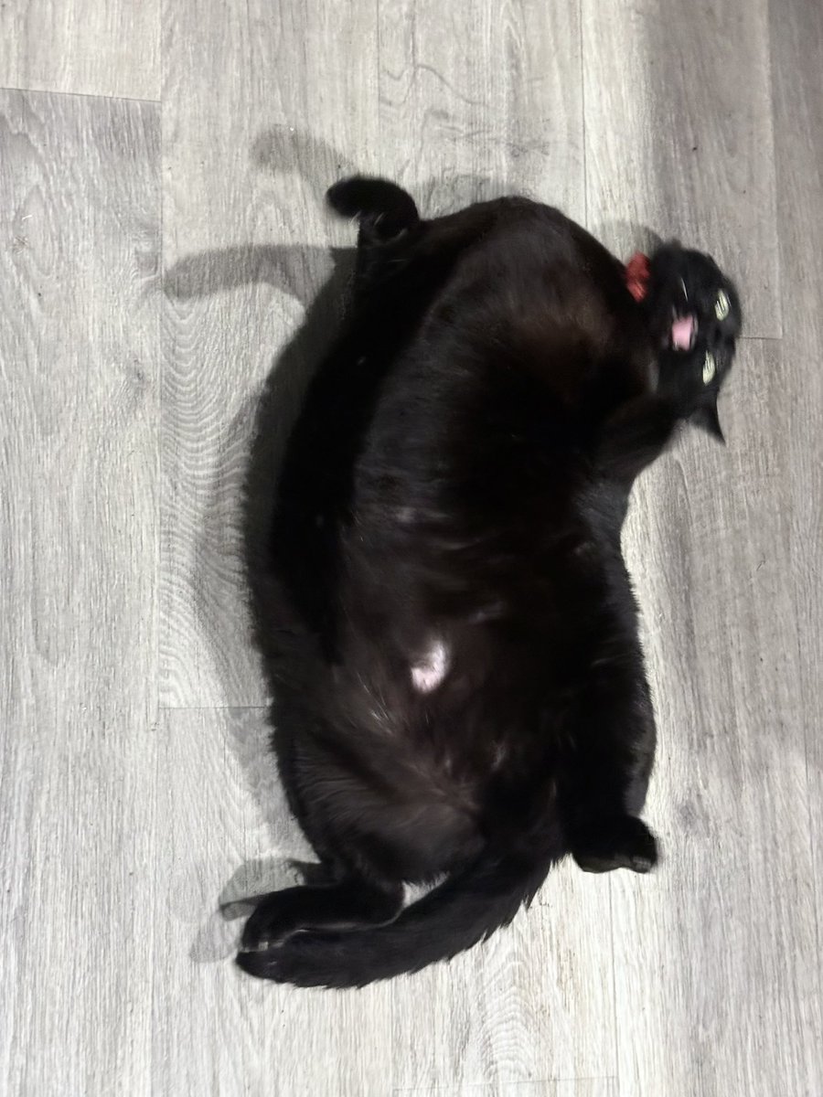 🇺🇸MEGO🇺🇸 tweet media