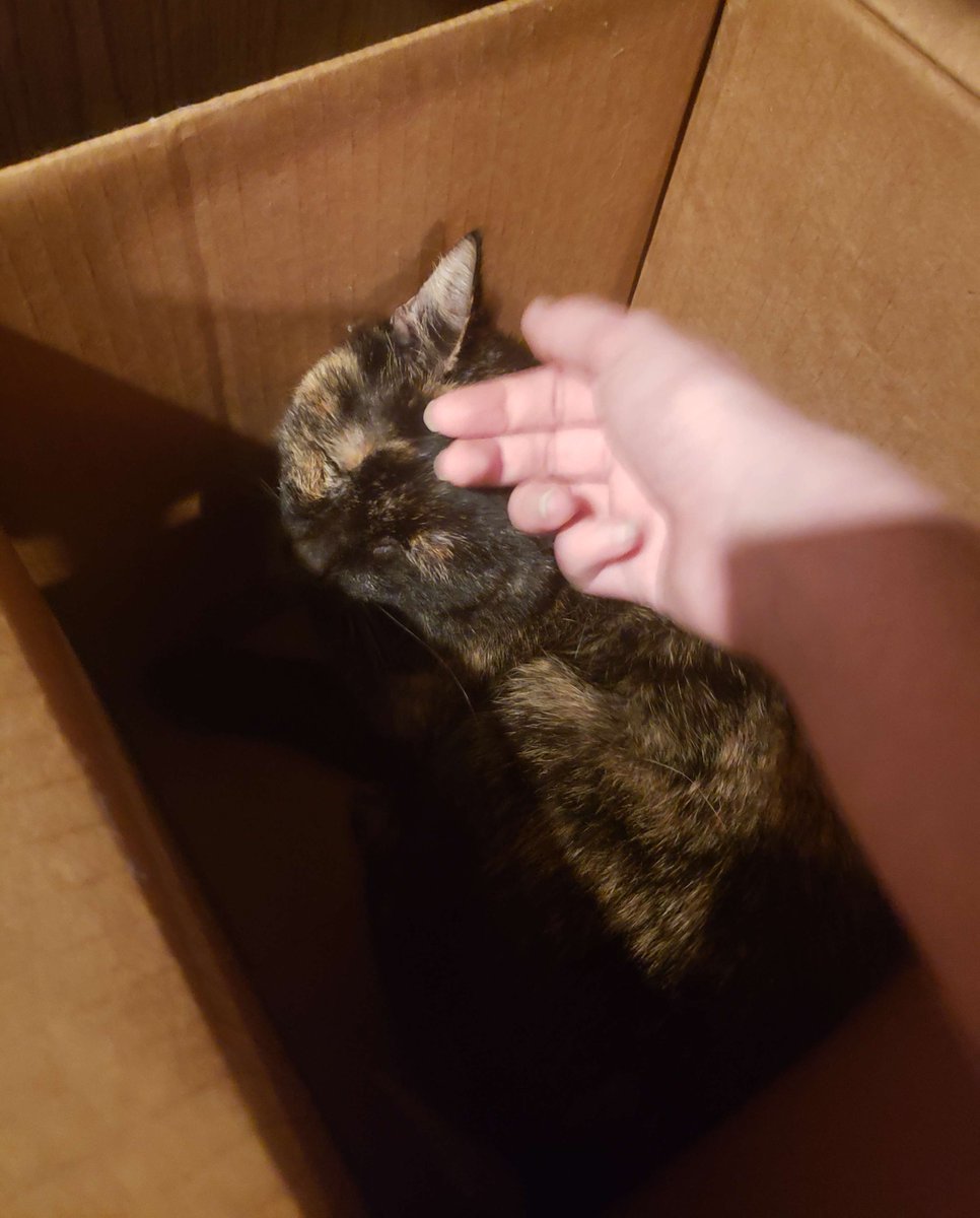 Cheyenne Watkins VO/VA tweet media