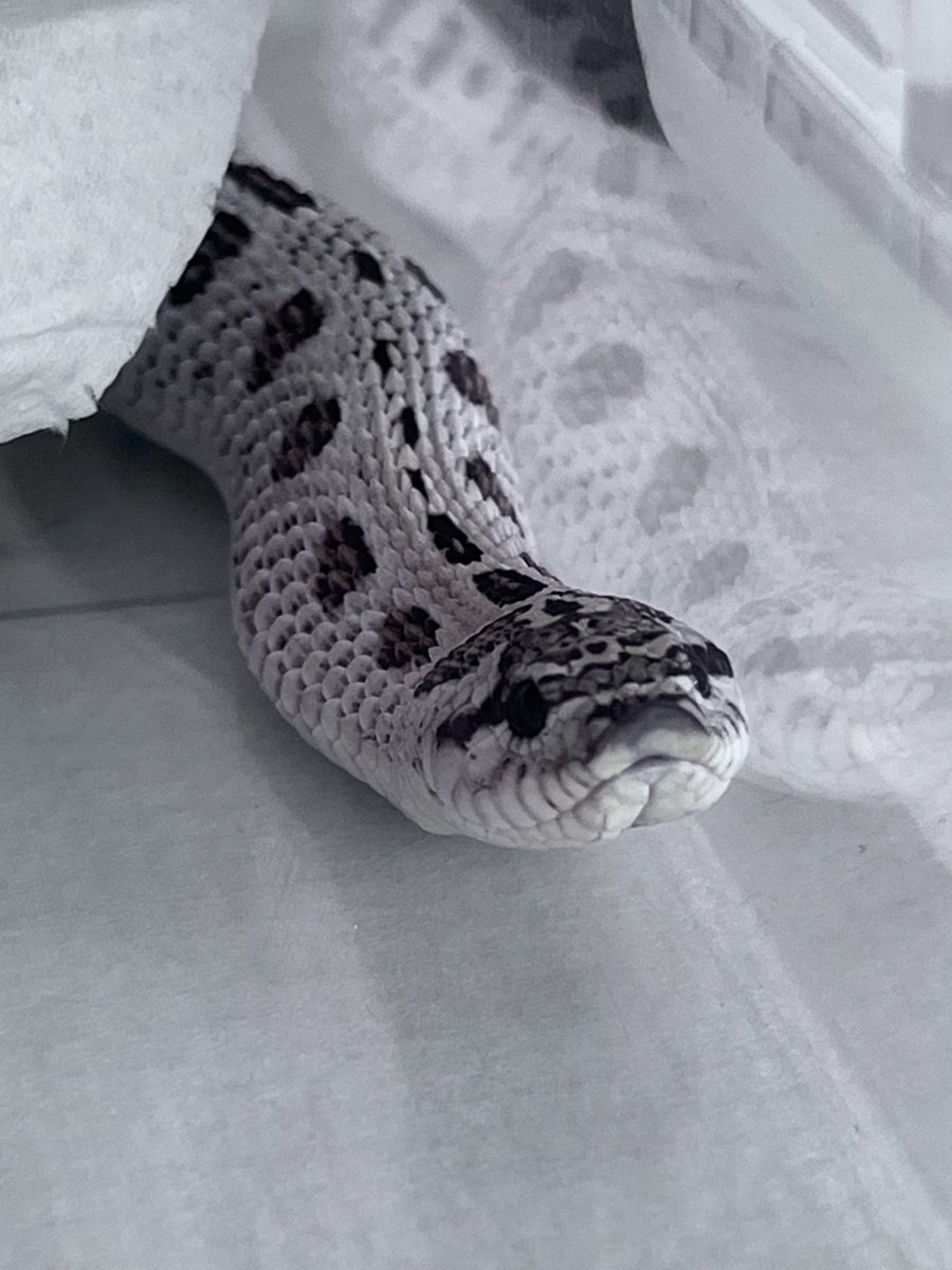 シシ•バナ tweet media