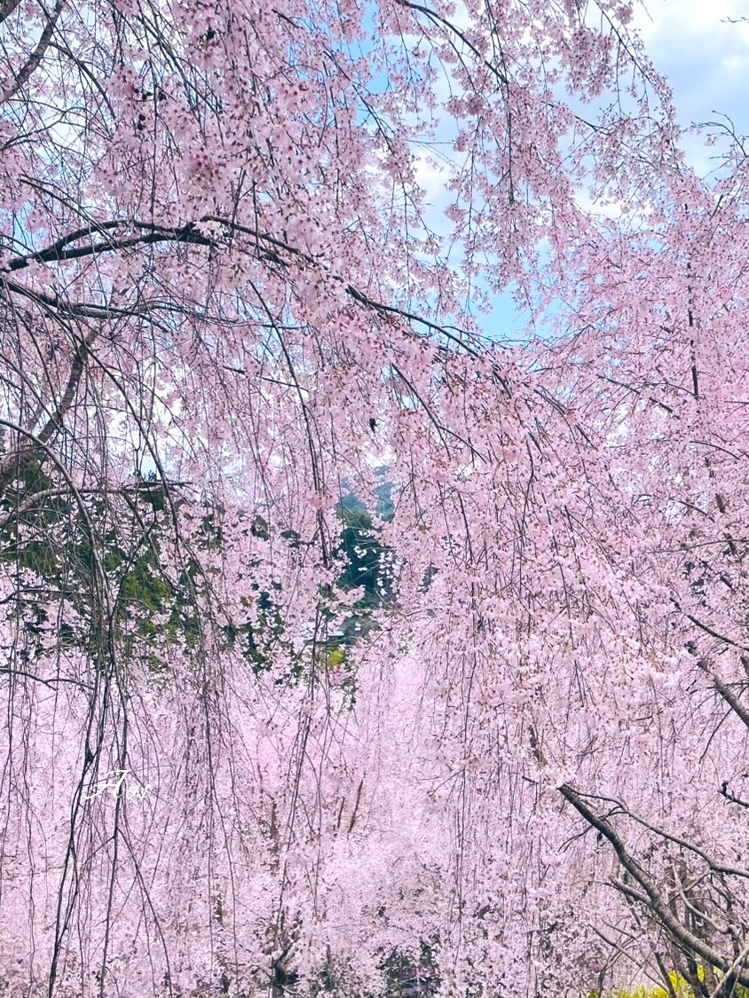 ❀❀山葵˙⋆❀⋆˙低浮上🙏 tweet media