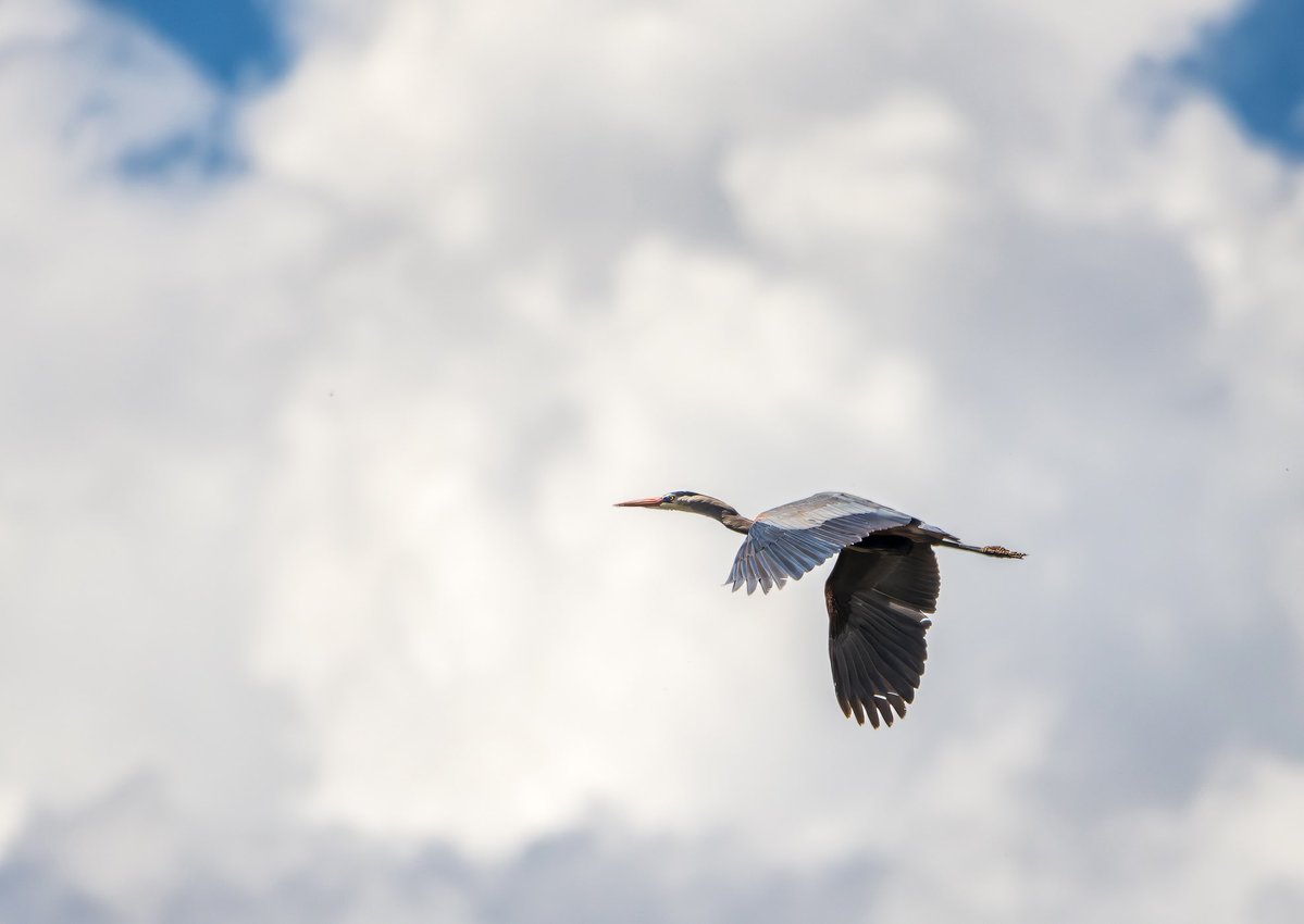 mnryno34's tweet image. A great blue heron in flight in Castle Rock, Colorado. #Colorado #COwx #photography