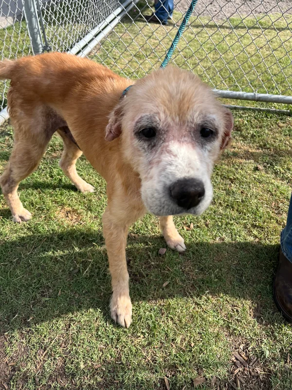 Furever Homes Dog Rescue of SETX tweet media