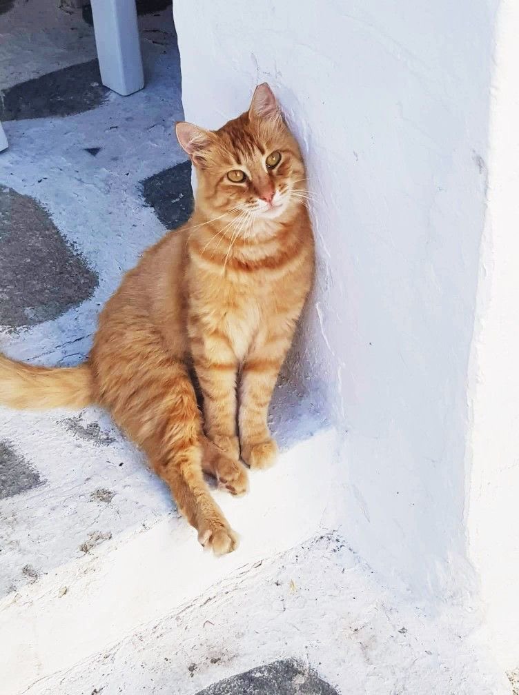 LenguasClásicas IEDA tweet media