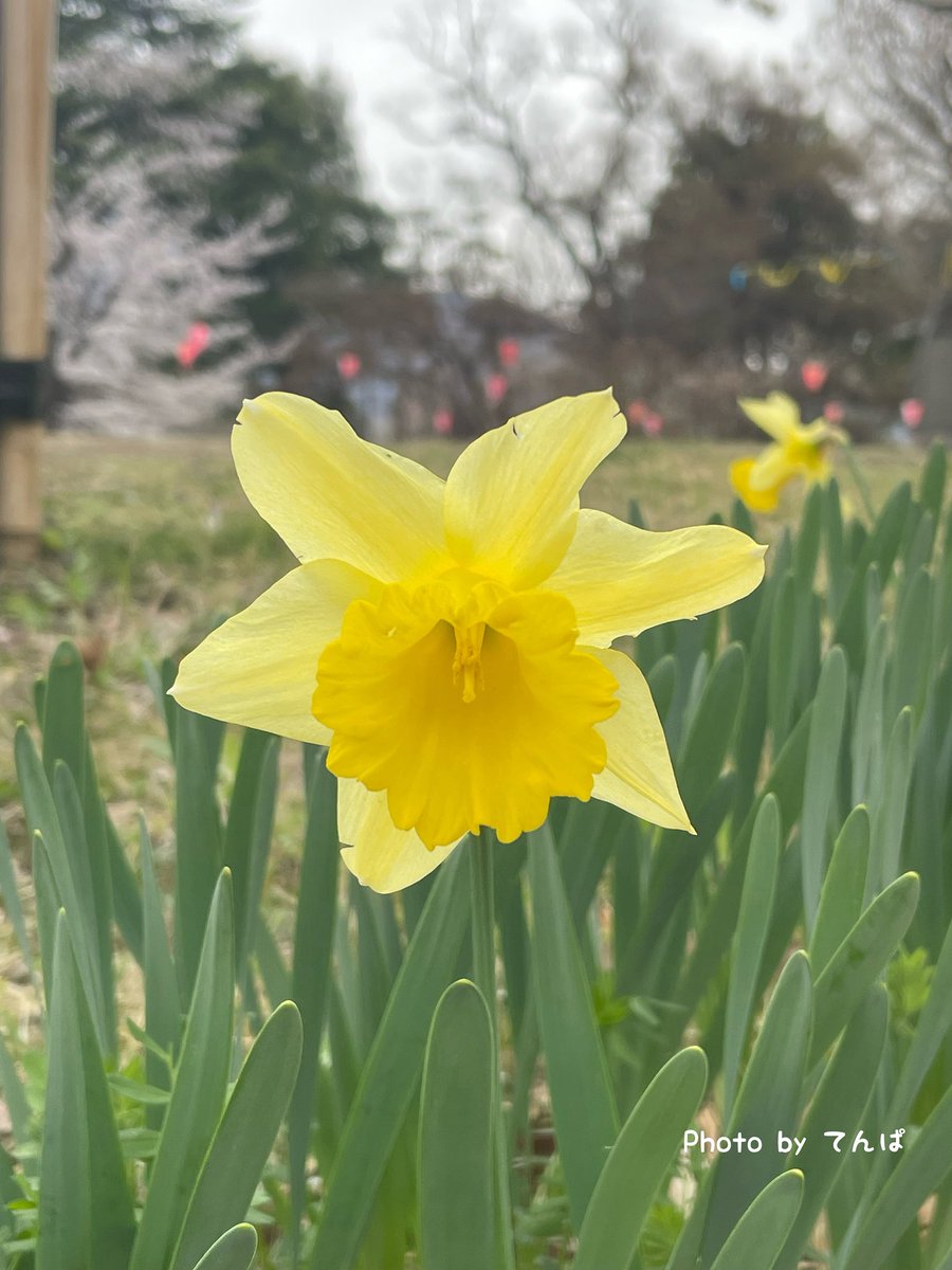 てんぱ tweet media