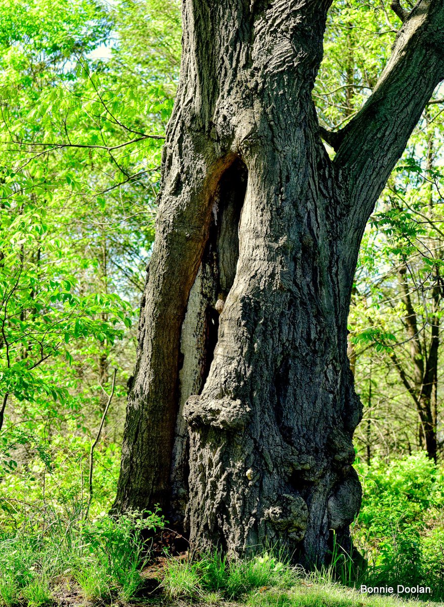 BonnieDool5t's tweet image. This tree is for #thicktrunktuesday #Tree