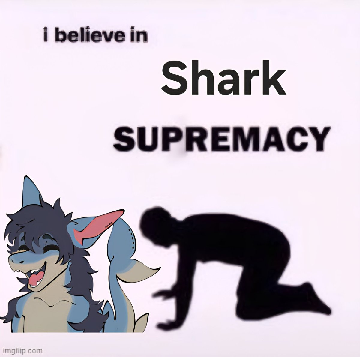 Kinji 🦈 tweet media