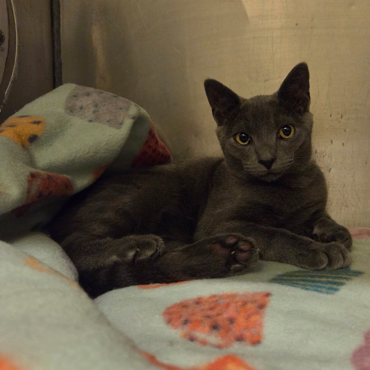 RappCats tweet media