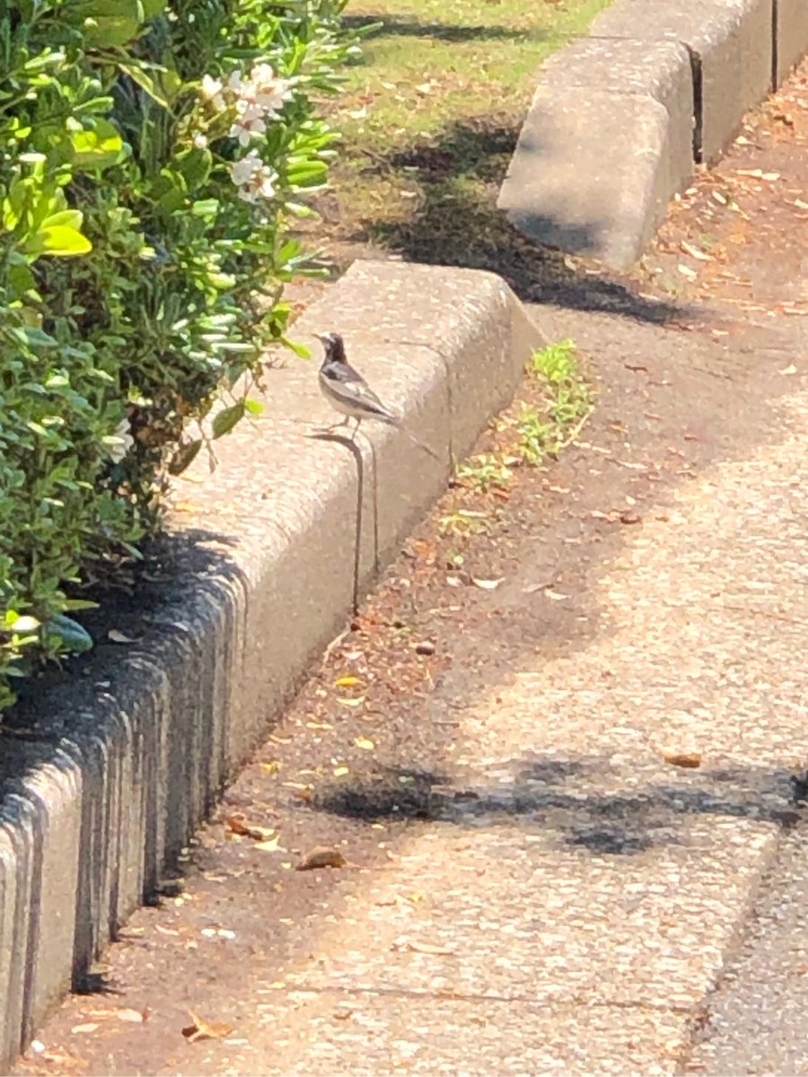 Newton Germosen tweet media