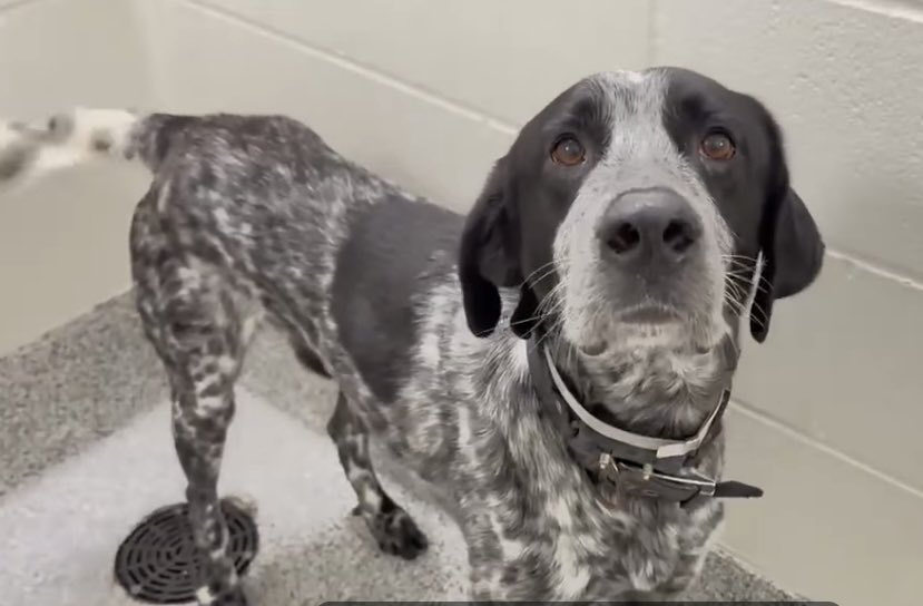 @PawsnTails4TX 🇺🇸🇺🇸🐾🐾 tweet media