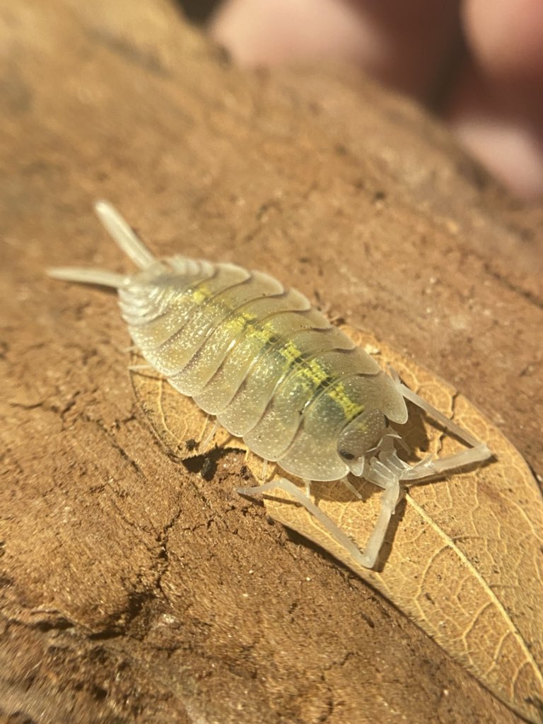 NewtTheCheezeboi🧀Comms still open!! tweet media