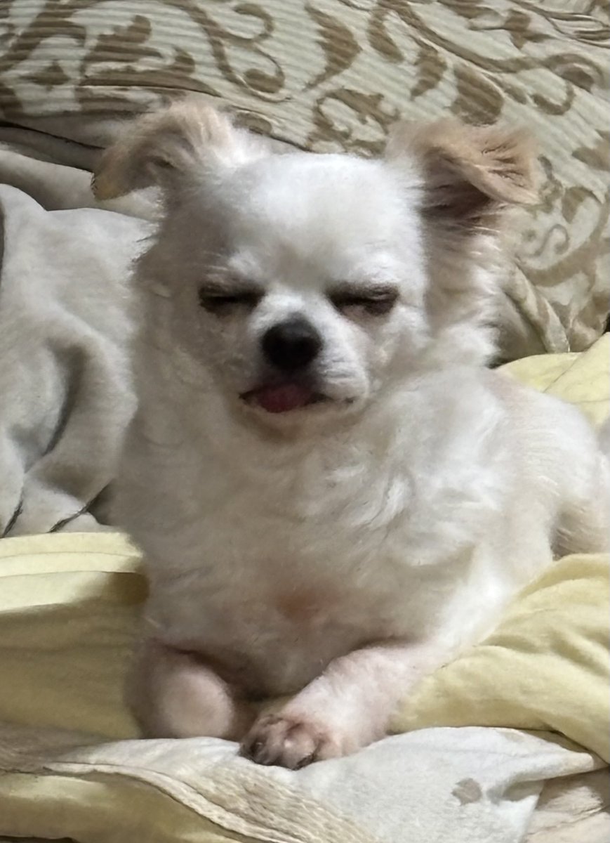 ちわわの新八とダックス女子リリー tweet media