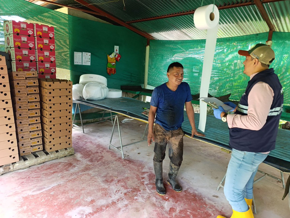 #SantoDomingo | 🍌🔍 Realizamos vigilancia fitosanitaria y seguimiento de medidas de bioseguridad en empacadoras de orito, con el objetivo de proteger los cultivos y garantizar la sanidad vegetal en beneficio de los productores 👩‍🌾.

#CertificamosCalidad 🇪🇨