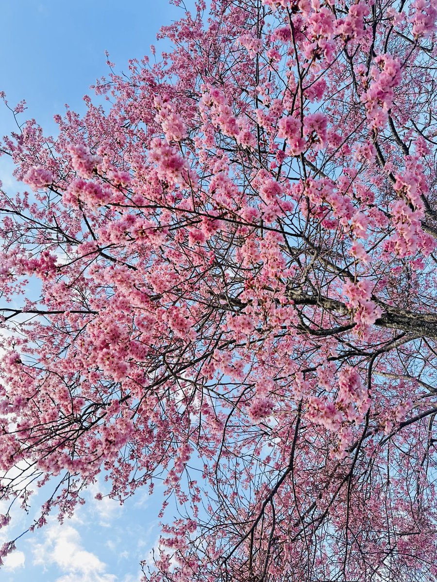 take_2DESU's tweet image. 気持ちい朝

朝ラン8㌔

#STEPN
#STEPNGO
#朝ラン
#ランニング

ステキな1日を♡