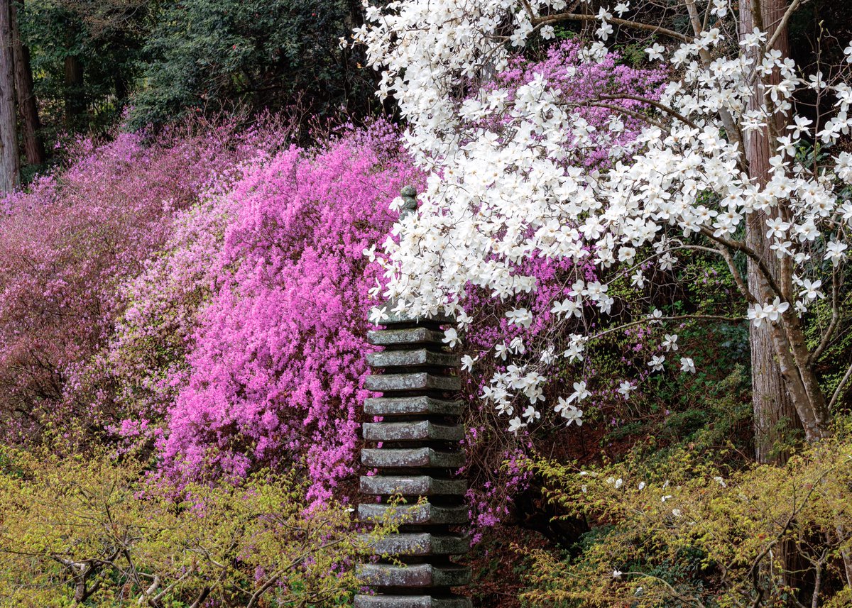 現在モクレンの方は散っておりますがミツバツツジは満開です✨
石楠花（シャクナゲ）などの花も開花しております☺️

【お知らせ】

秘仏特別公開（如意輪観音、弁財天、羅刹天）

4月1日（水）〜5月31日（日）

三重塔初層特別開扉

4月25日（土）〜5月6日（水）

HPにて季節運行バス🚌情報掲載