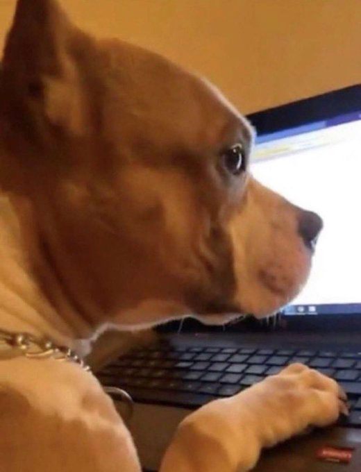 Herr Belmondo tweet media