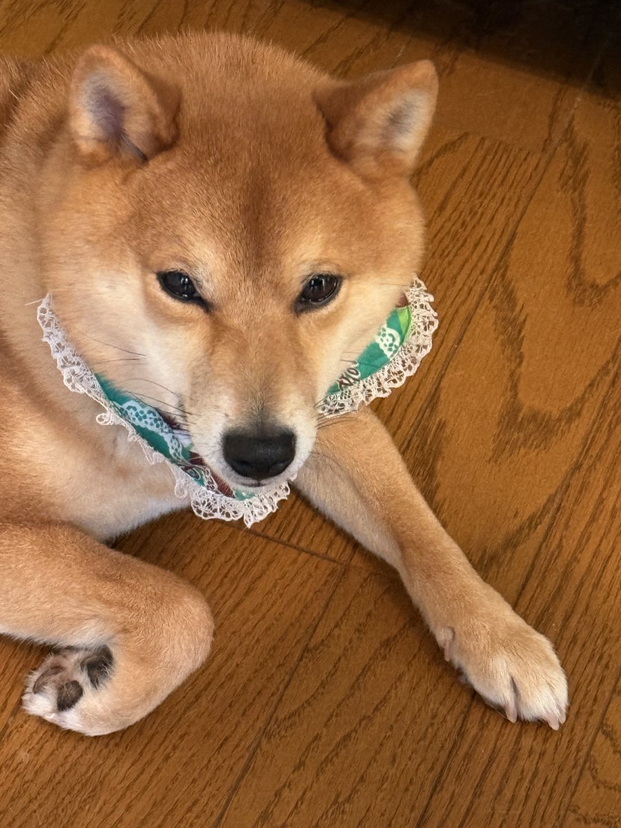 青い薔薇 tweet media