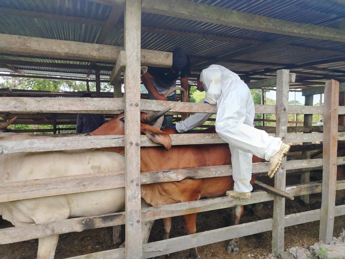 #Manabí | 🐄🔍 Realizamos vigilancia sanitaria para fortalecer la detección temprana y la aplicación de protocolos de diagnóstico, protegiendo la salud animal y la calidad de la producción pecuaria.

📍 Sitio Pajales, cantón Pedernales.

#PrevenciónSanitaria