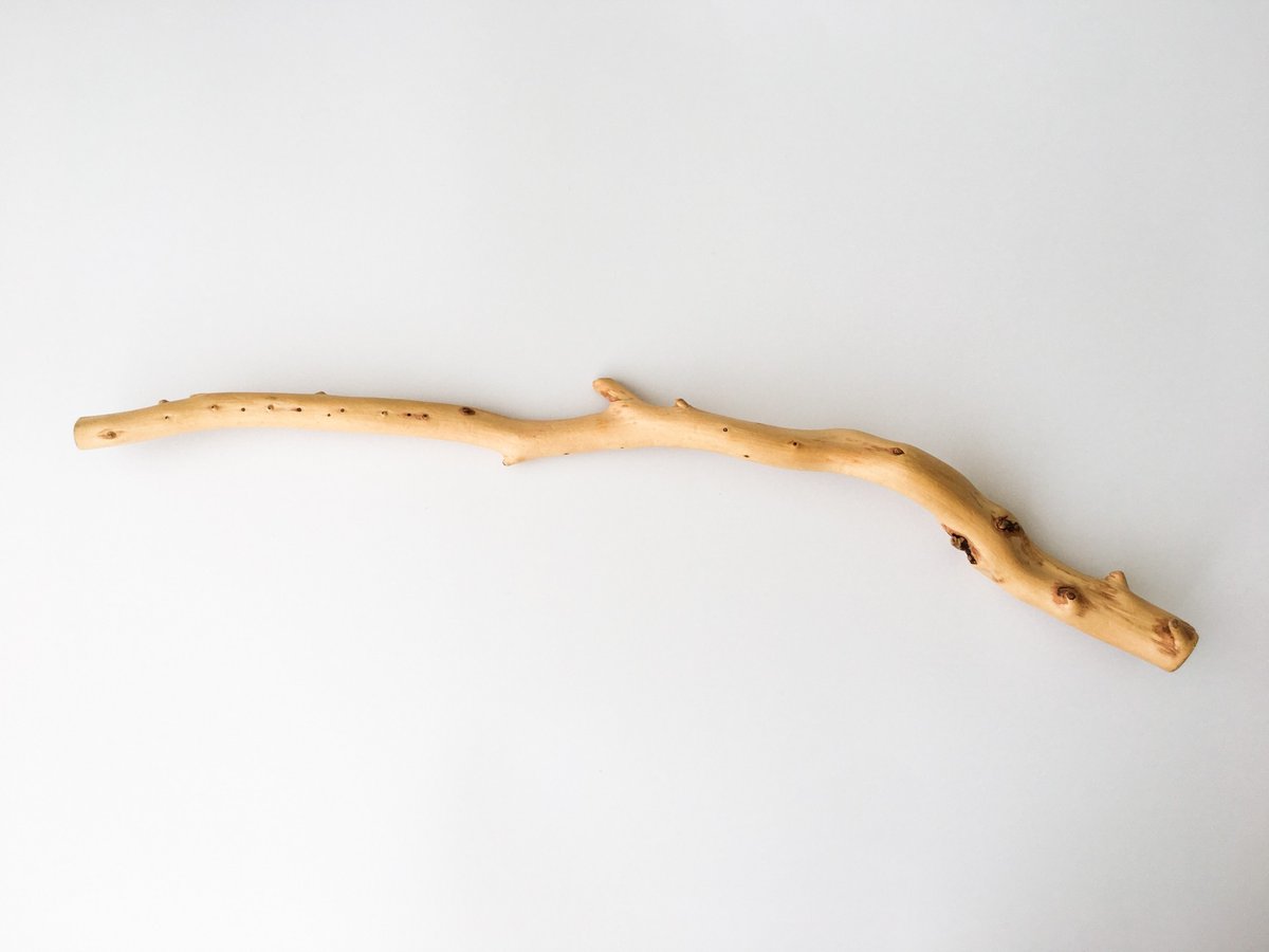 🇯🇵かえる 🇺🇸Frog tweet media