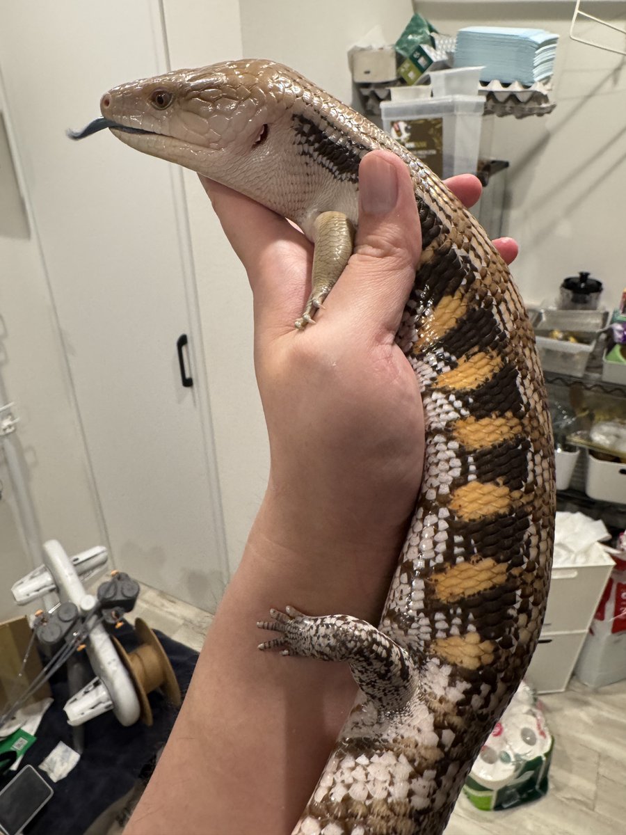 良介(色々準備中 tweet media