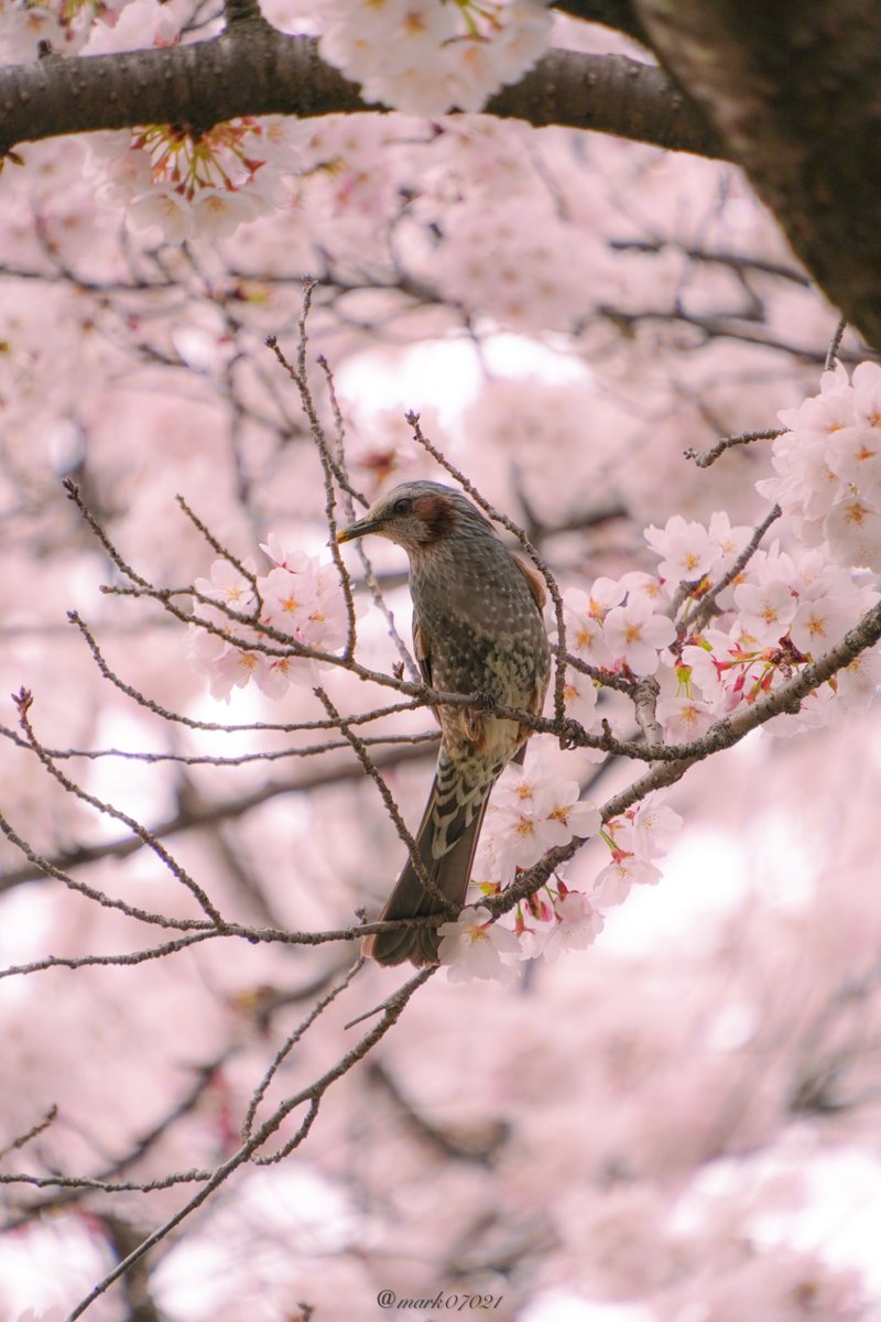 桜の密に埋もれて、静かにたたずむヒヨドリ。
その愛らしい姿と、満開の桜のピンク色のコントラストが、春の訪れを優しく告げています。
写真を通して、ふんわりとした春の風を感じてください。
