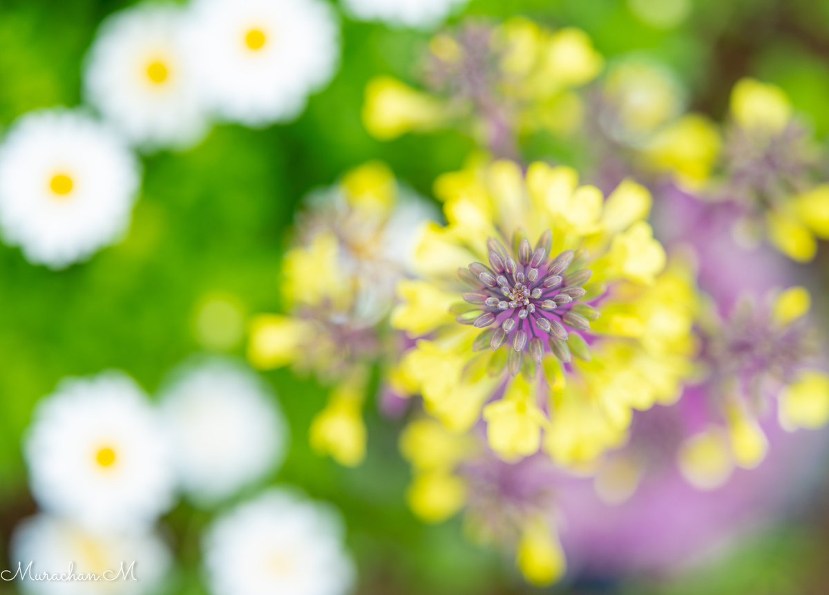 Murachan.M tweet media