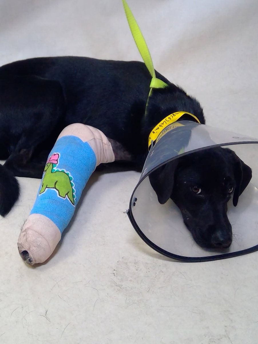 Foster a shelterpet at ZERO COST🐾 tweet media