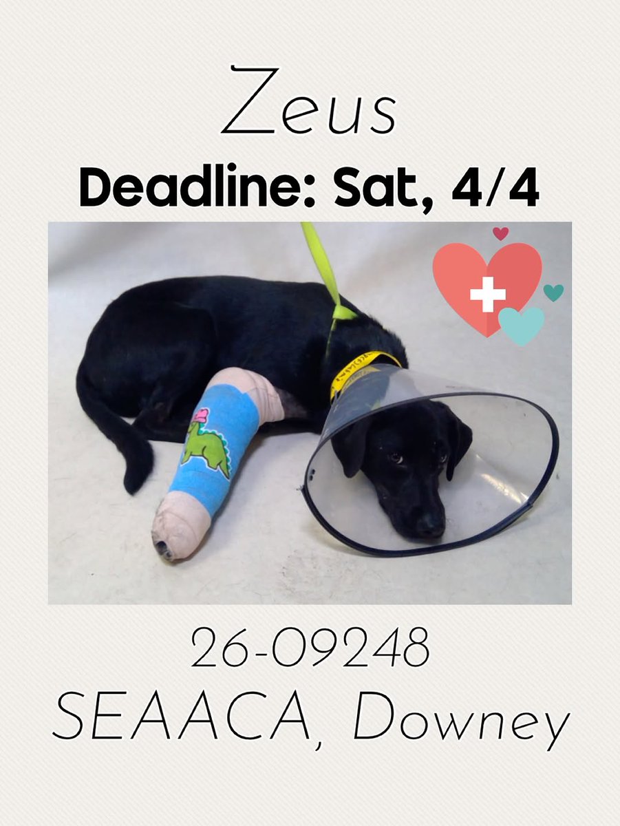 Foster a shelterpet at ZERO COST🐾 tweet media