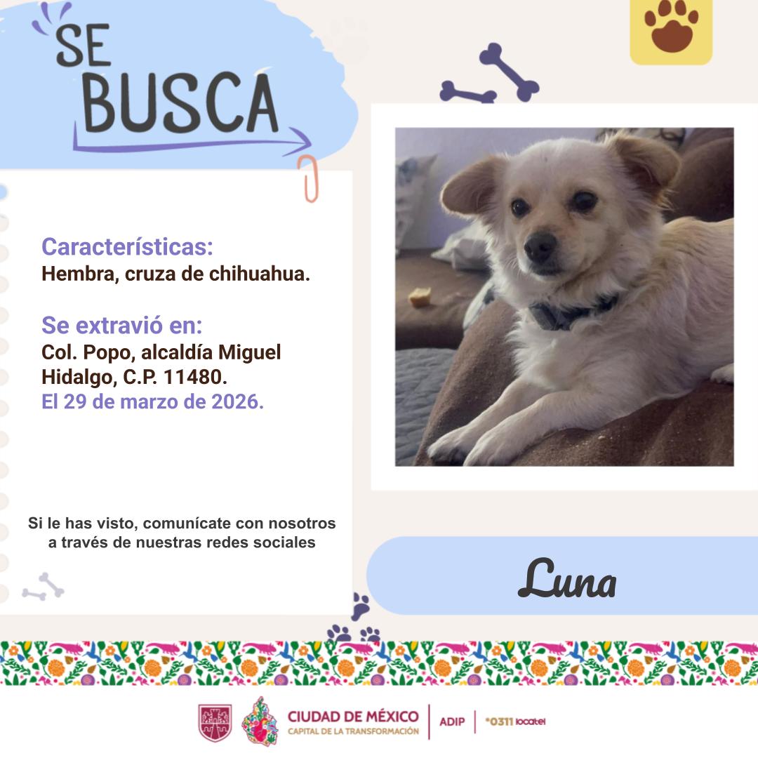 @locatel_mx tweet media