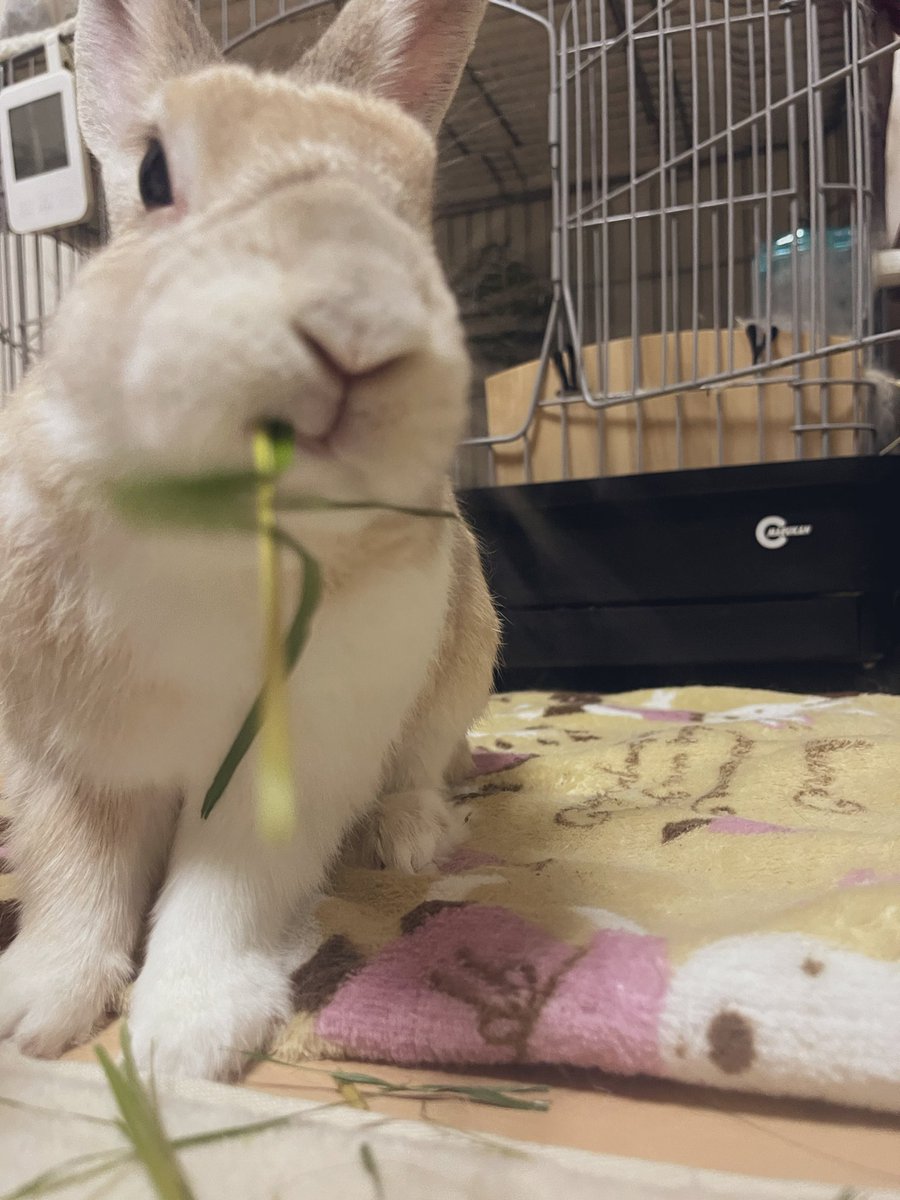 いくみ＠冬眠明け tweet media