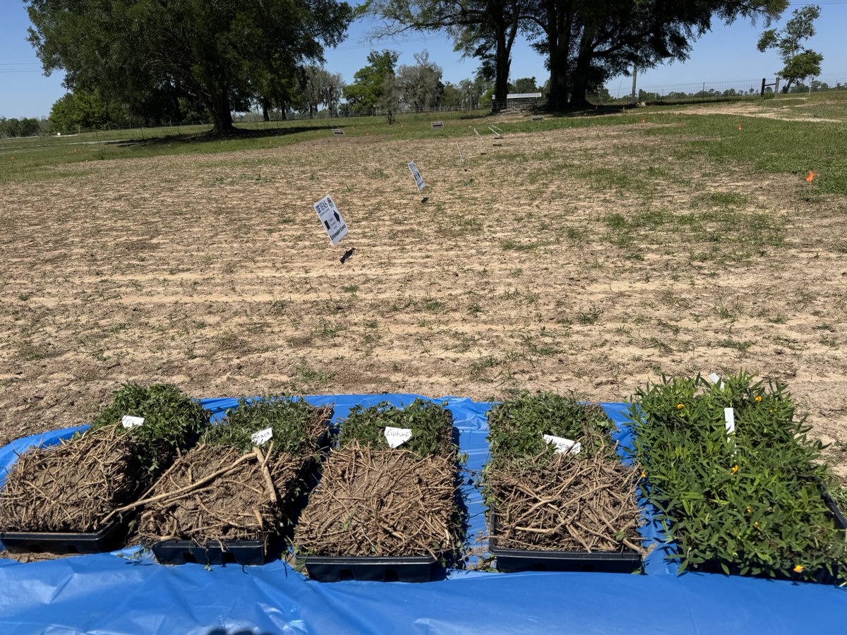 dubeux's tweet photo. Today we had our UF IFAS NFREC Beef &amp; Forage Field Day! We had a great turn out of our stakeholders! It was great to tag-team with Jennifer Bearden and talk about ways to reconnect cattle to cropland! Kudos to the entire NFREC crew who worked tirelessly to provide a great day!!! https://t.co/GUwvuA1a9Y