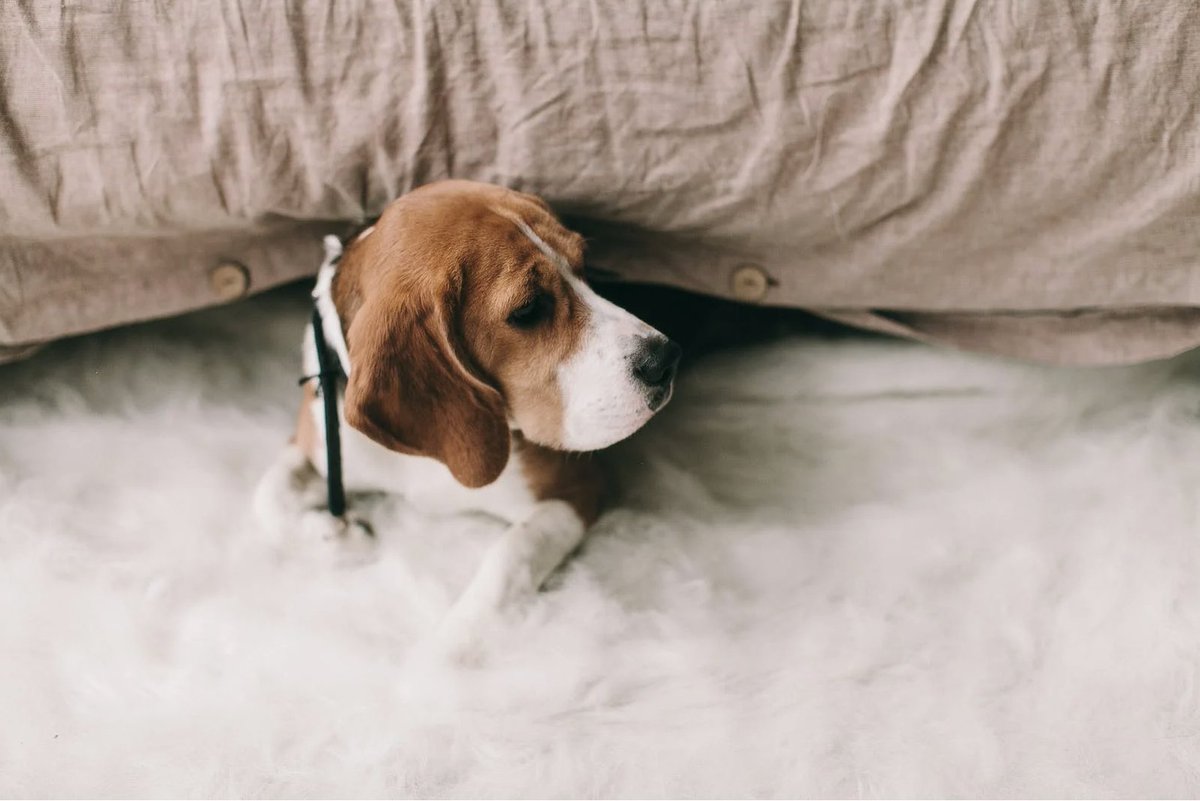 anto444ka's tweet photo. "Rainy afternoons hit different with a fuzzy co-pilot.  Curl up, read, repeat—pets turn 'meh' days into 'magical' ones. #PetLove #RainyDayVibes" https://t.co/mRObevwGLz