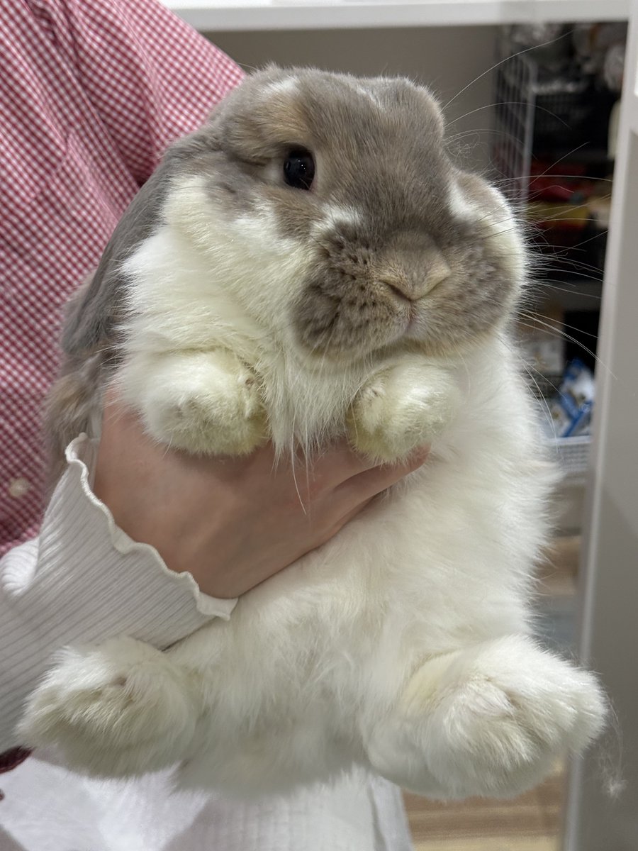 うさぎのミミちゃん🐰 tweet media