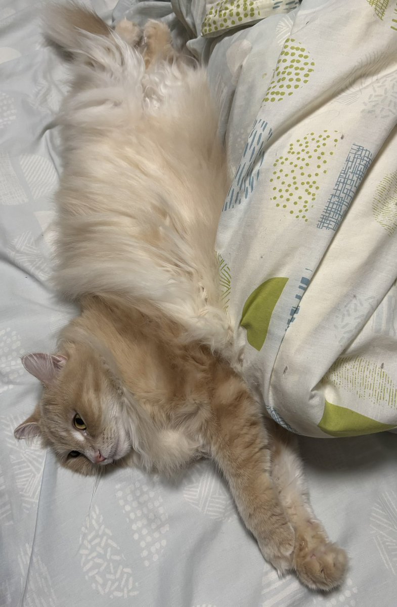 ひすい💎あくあ　サイベリアン tweet media