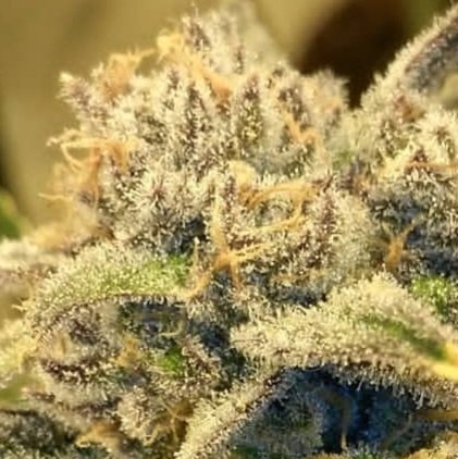 Jinxproof Genetics tweet media