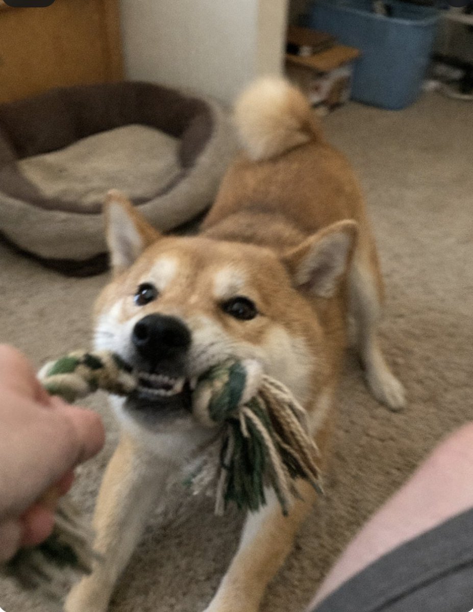 Dogecoin tweet media