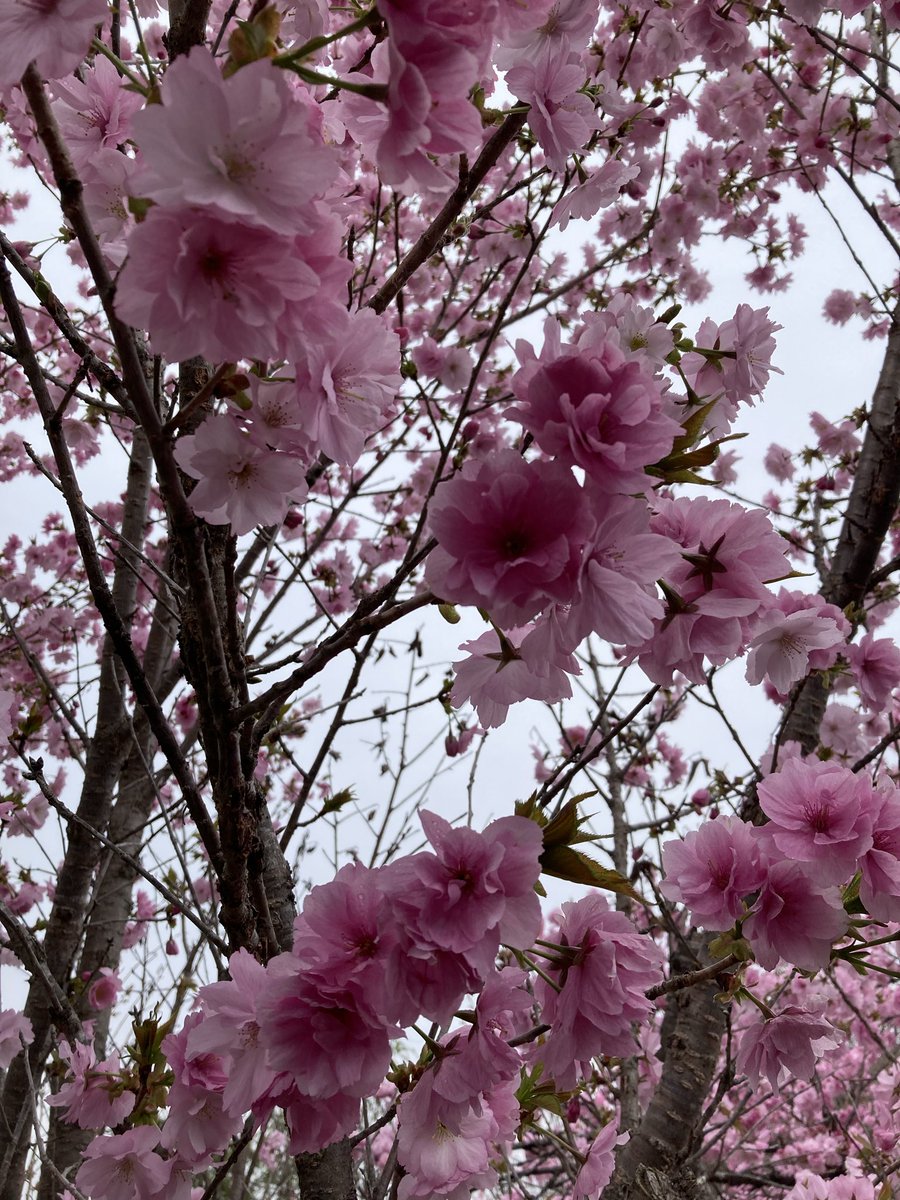 のんびり散歩 tweet media